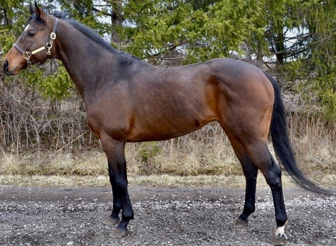 Ontario Stallion Spotlight: Black Eagle