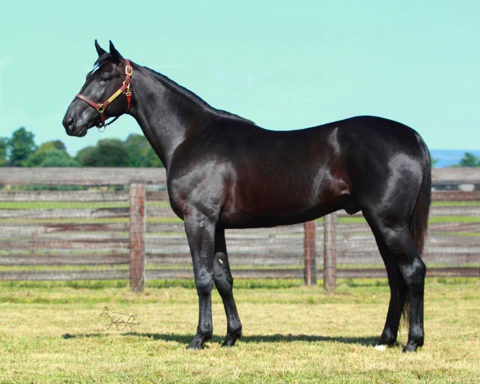Ontario Sires Stakes Stallion Spotlight: Archangel