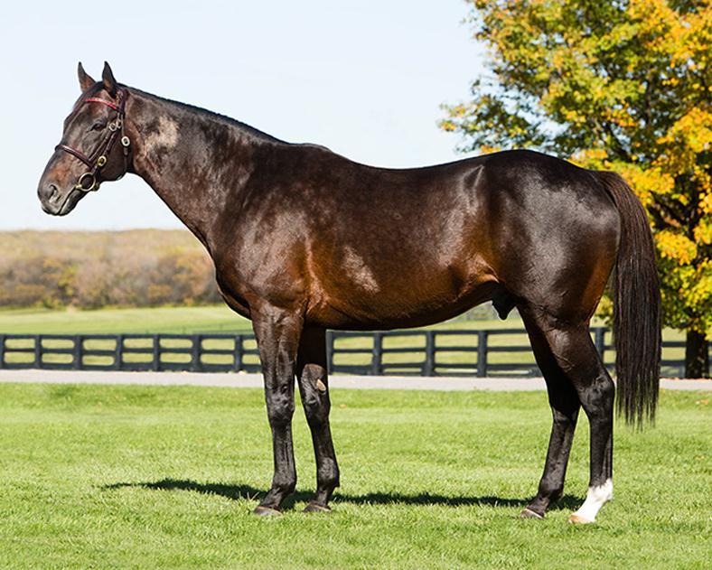 Ontario Stallion Spotlight: Silent Name (JPN)