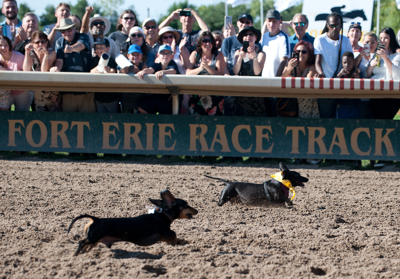 Grand River Weiner Dog Racing