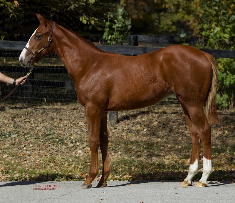 Ontario-Bred Munnings Filly Sold for $500,000