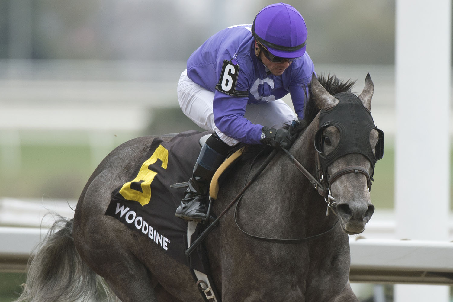 Stein sweeps Woodbine’s weekend stakes