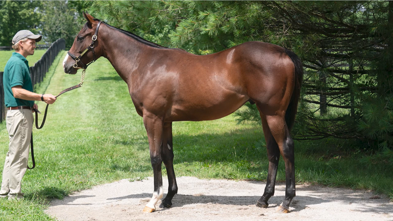 MPP Foals Strengthen Canadian Premier Yearling Sale