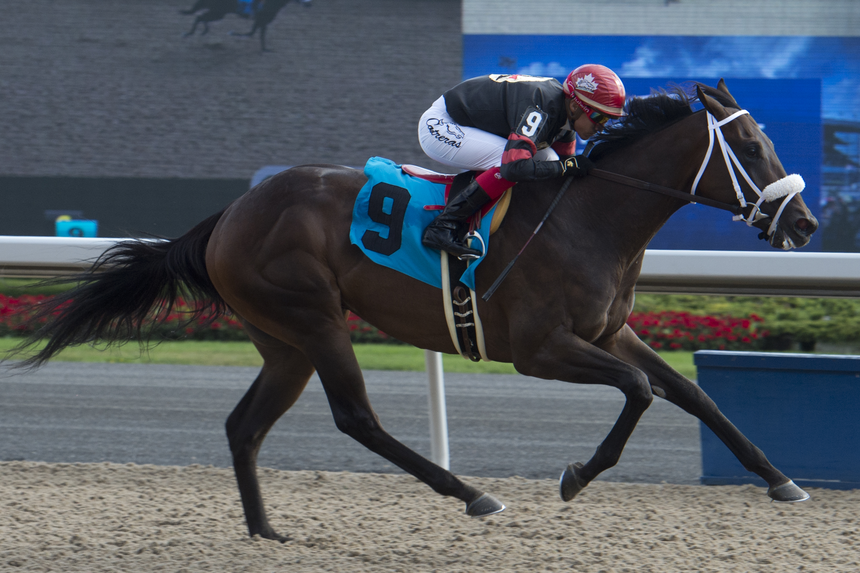 Attard trainees in the hunt for Kingarvie Stakes win