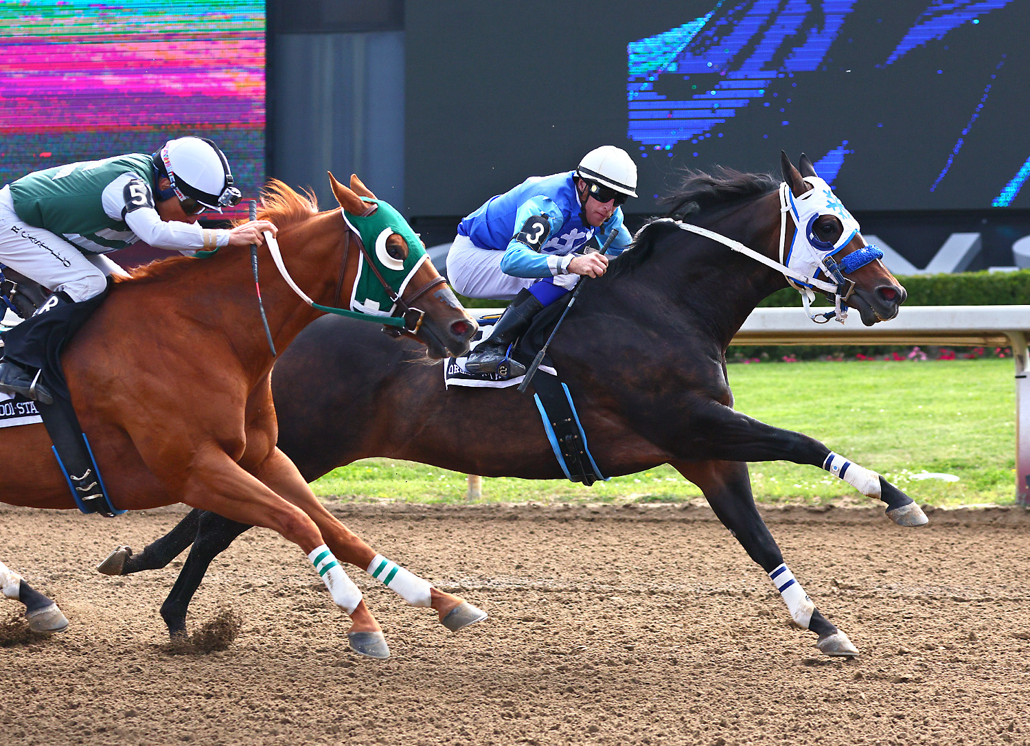 World record setter Carneros, under leading rider Brian Bell, won the Sprint Series #2 at Ajax Downs on July 12, his 15th career win (New Image Media).