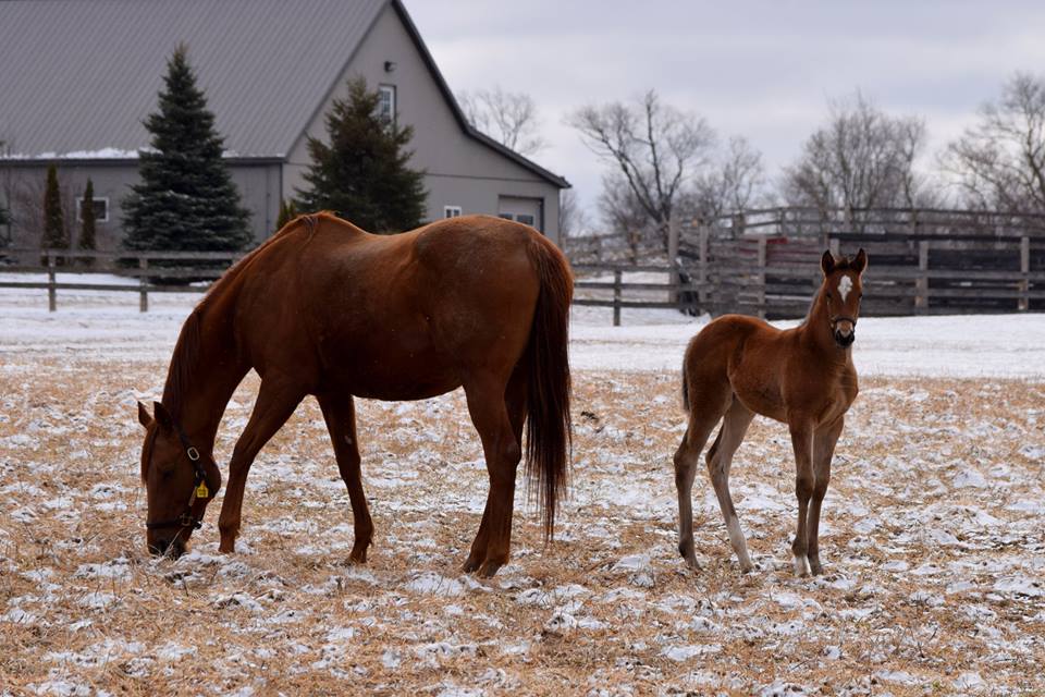 Ontario Racing’s Mare Purchase Program now capped; 123 through new TIP programs