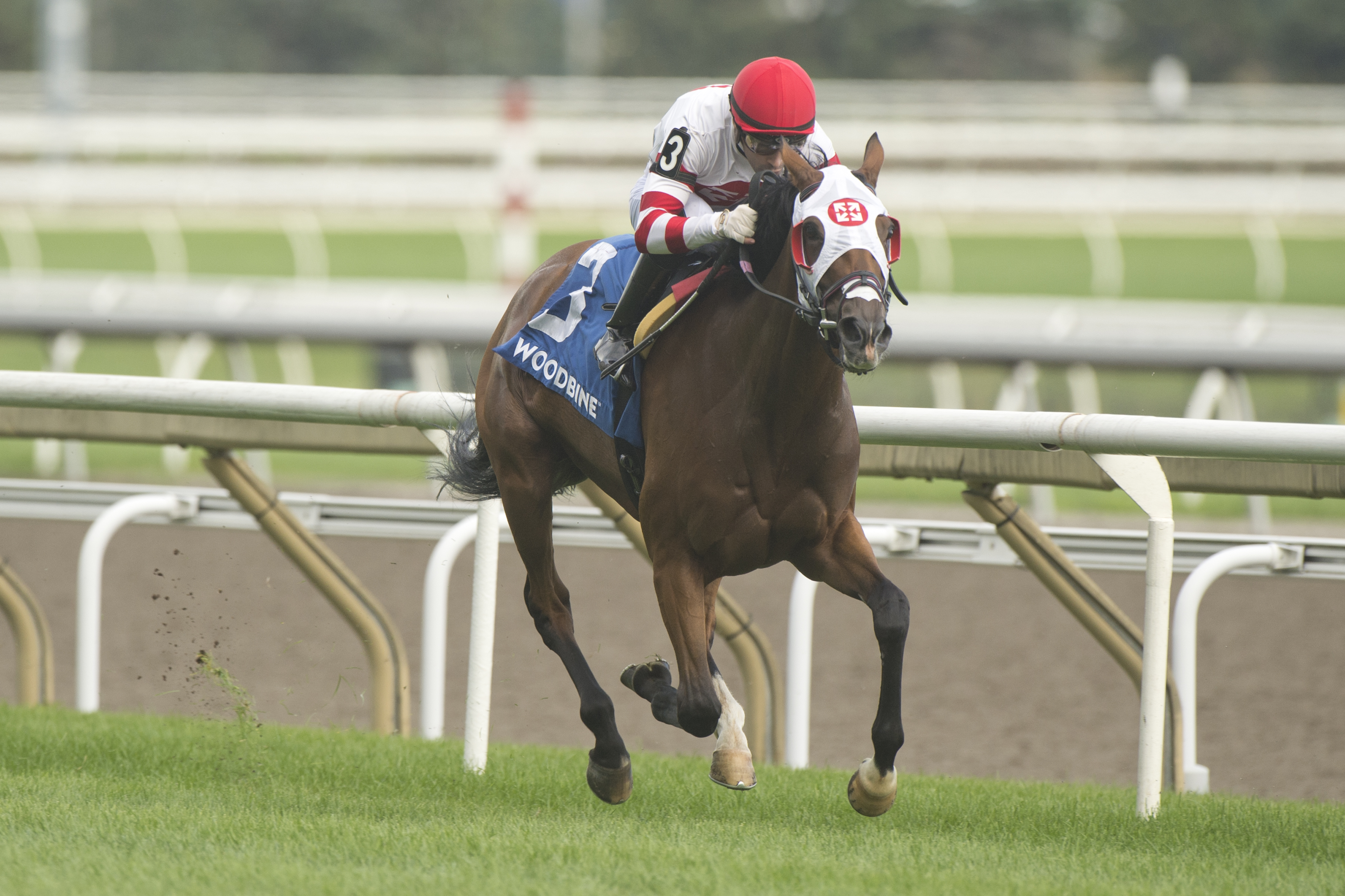 Tito's Calling and jockey Sahin Civaci winning the Wonder Where Stakes on September 10, 2023 at Woodbine (Michael Burns Photo).