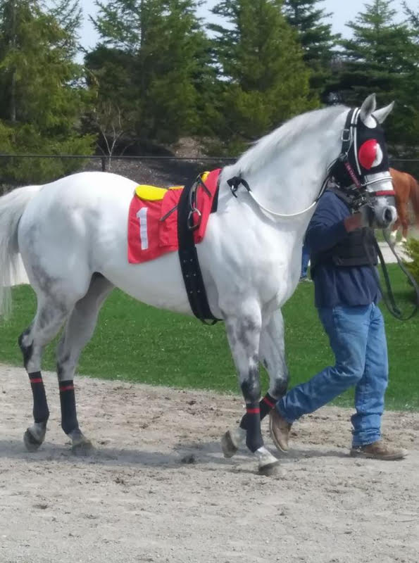 Fans flock to Ajax Downs to welcome back Quarter Horse Racing