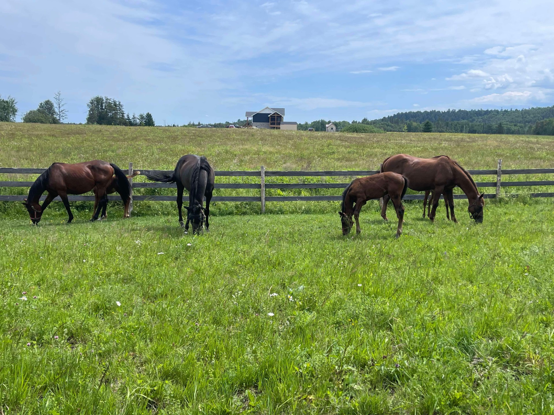 Amber Mayers’ farm (Amber Mayers Photo)