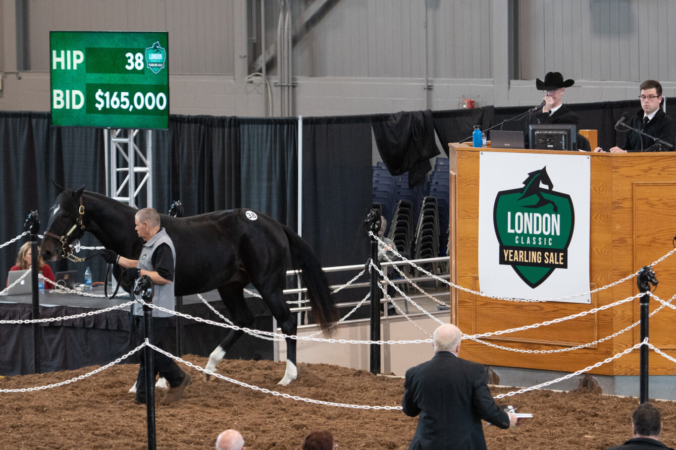 London Classic Yearling Sale Full Catalogue Is Online