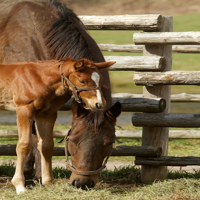 2018 Mare Purchase Program Announced 