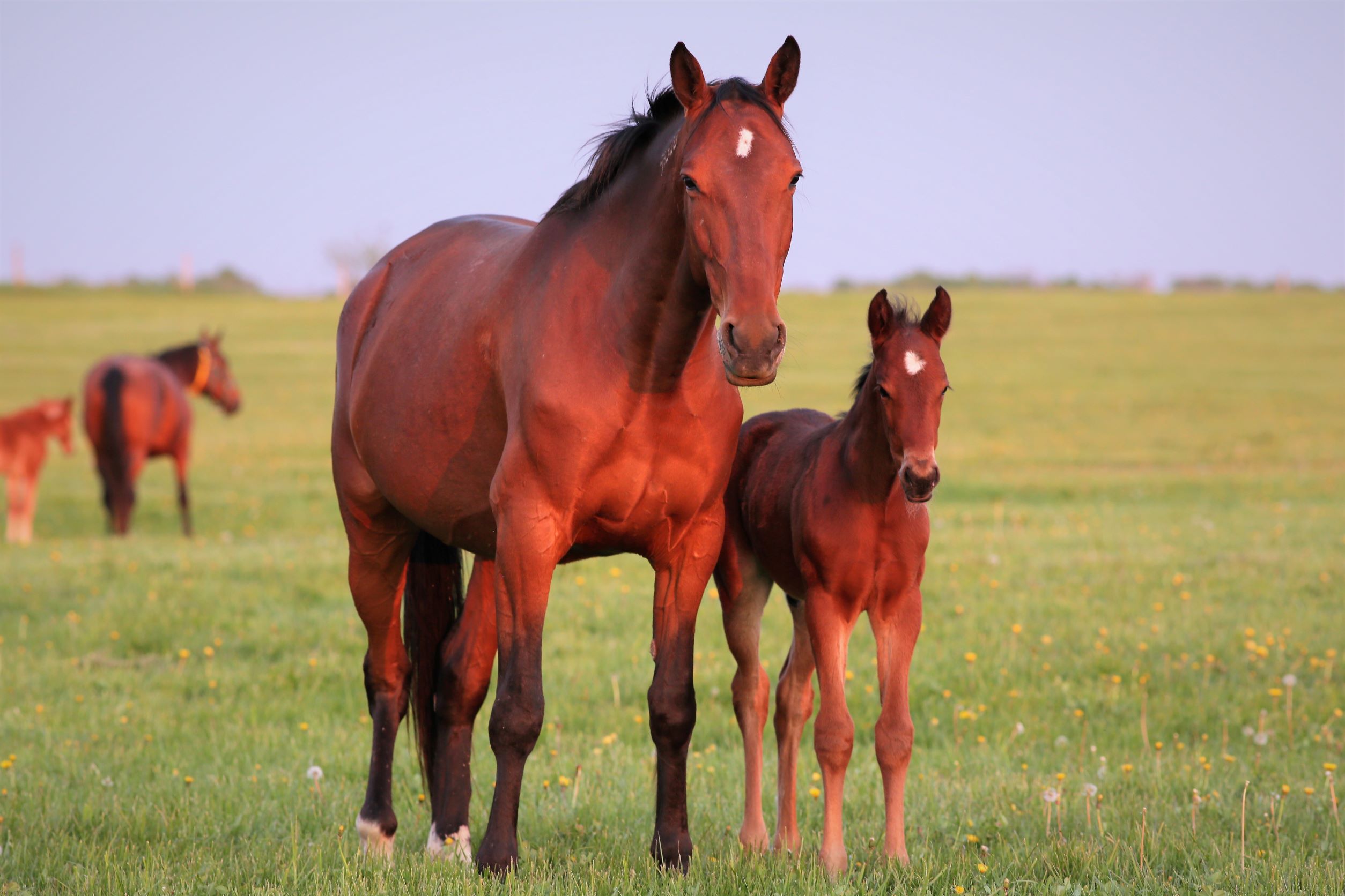 Grand Circuit another avenue to rewards for Ontario breeders