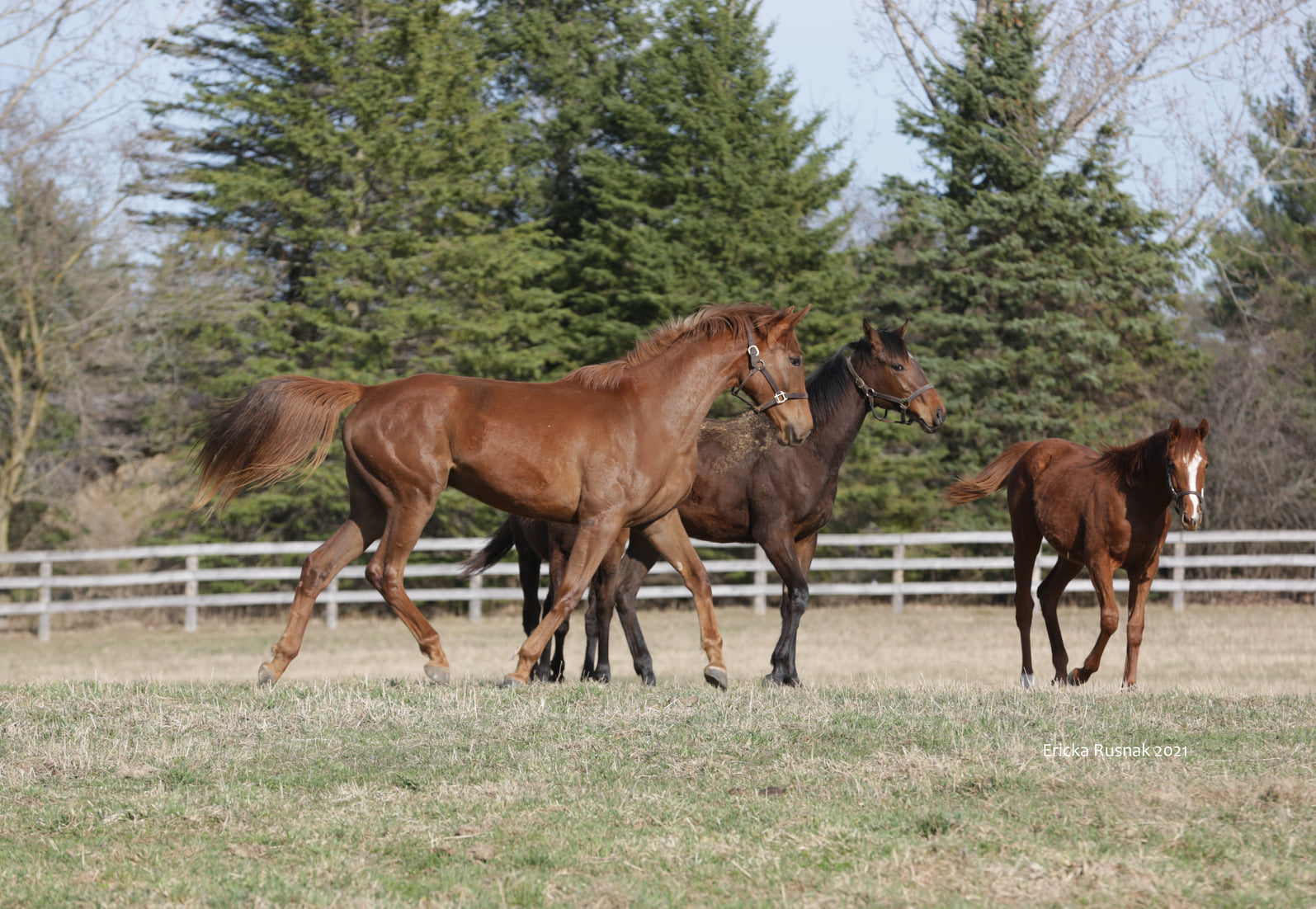 Ontario Racing Launches New Thoroughbred Improvement Program Website