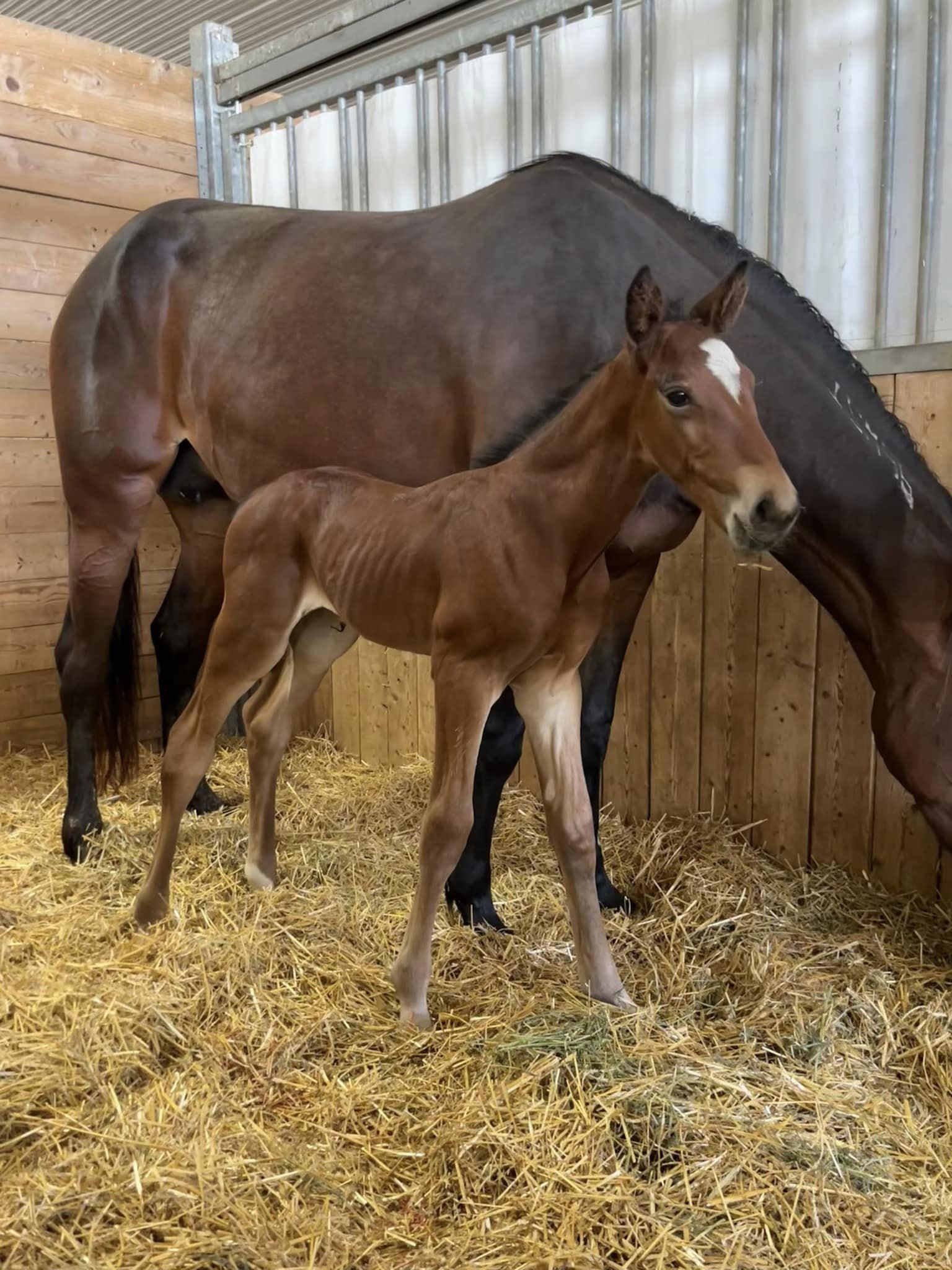 A mare and a foal stand next to each other.