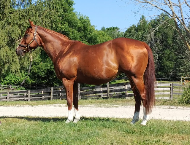 Carat Weight in-foal to Ontario Sire Souper Speedy. Taken July 2022 (Susan Foreman)