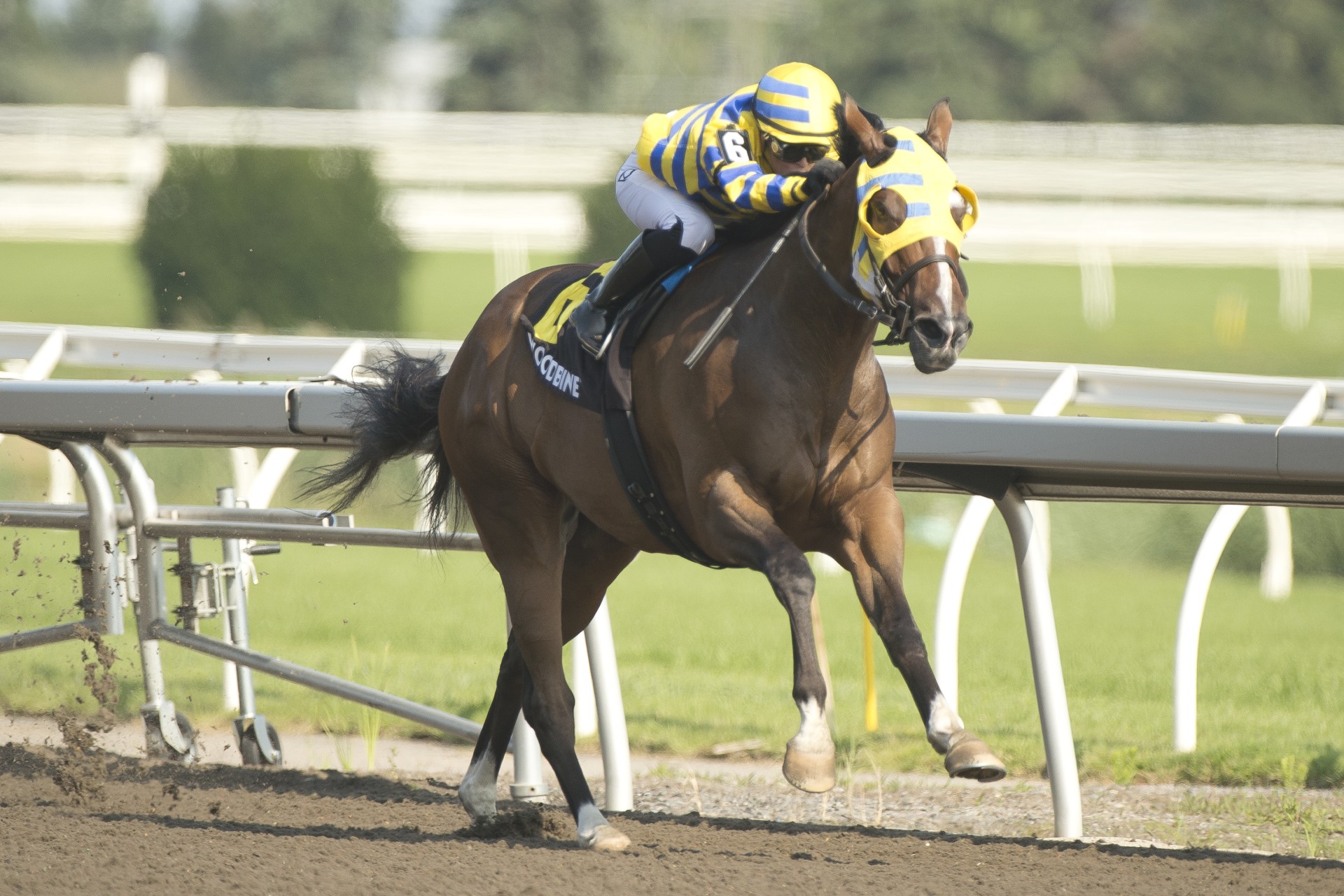 Patches O’Houlihan wows in Pink Lloyd Stakes - Ontario Racing