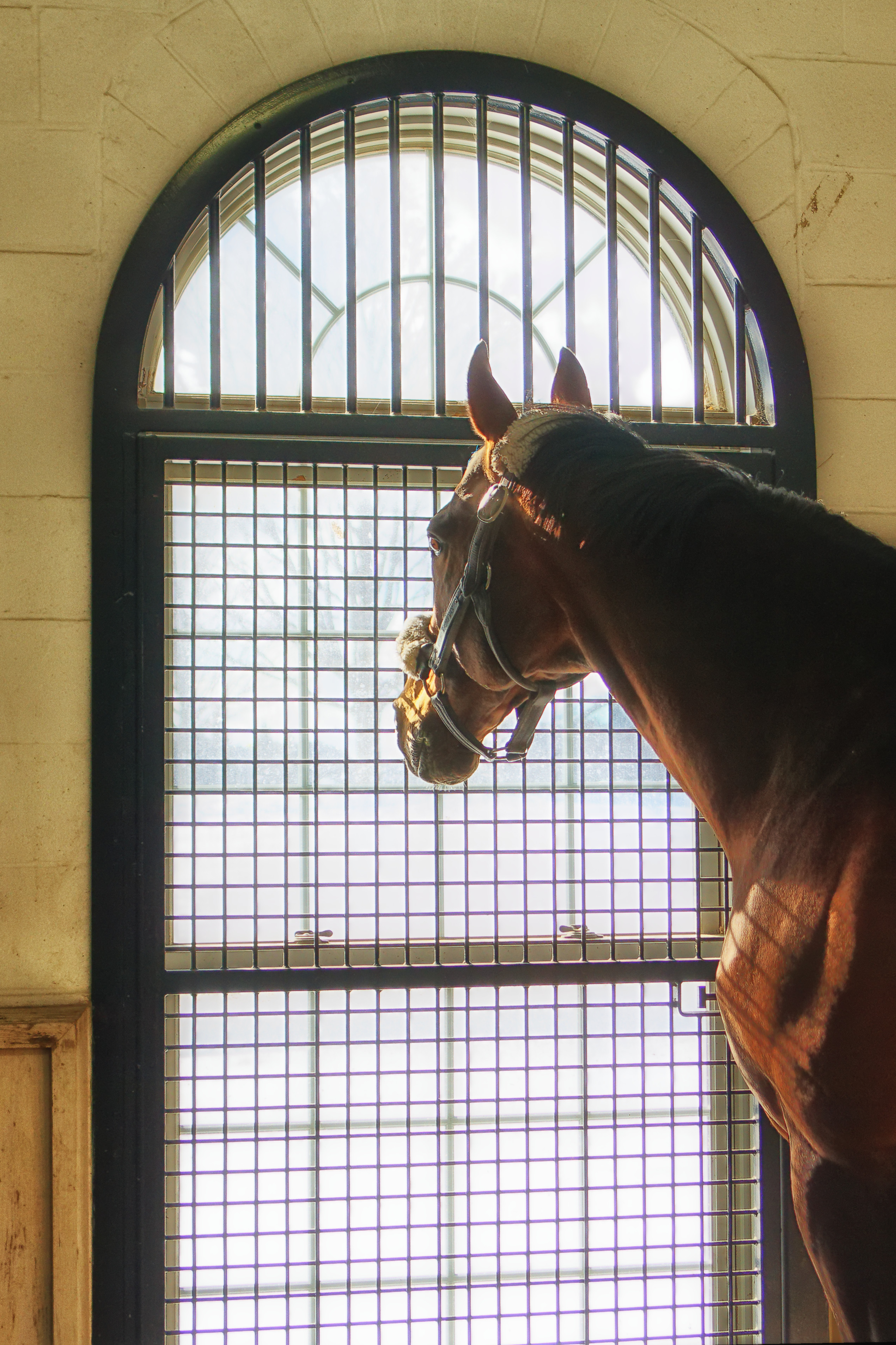Adena Springs North's Mucho Macho Man looking out the window of his barn (Courtesy Sandra Snyder/Ontario Racing)