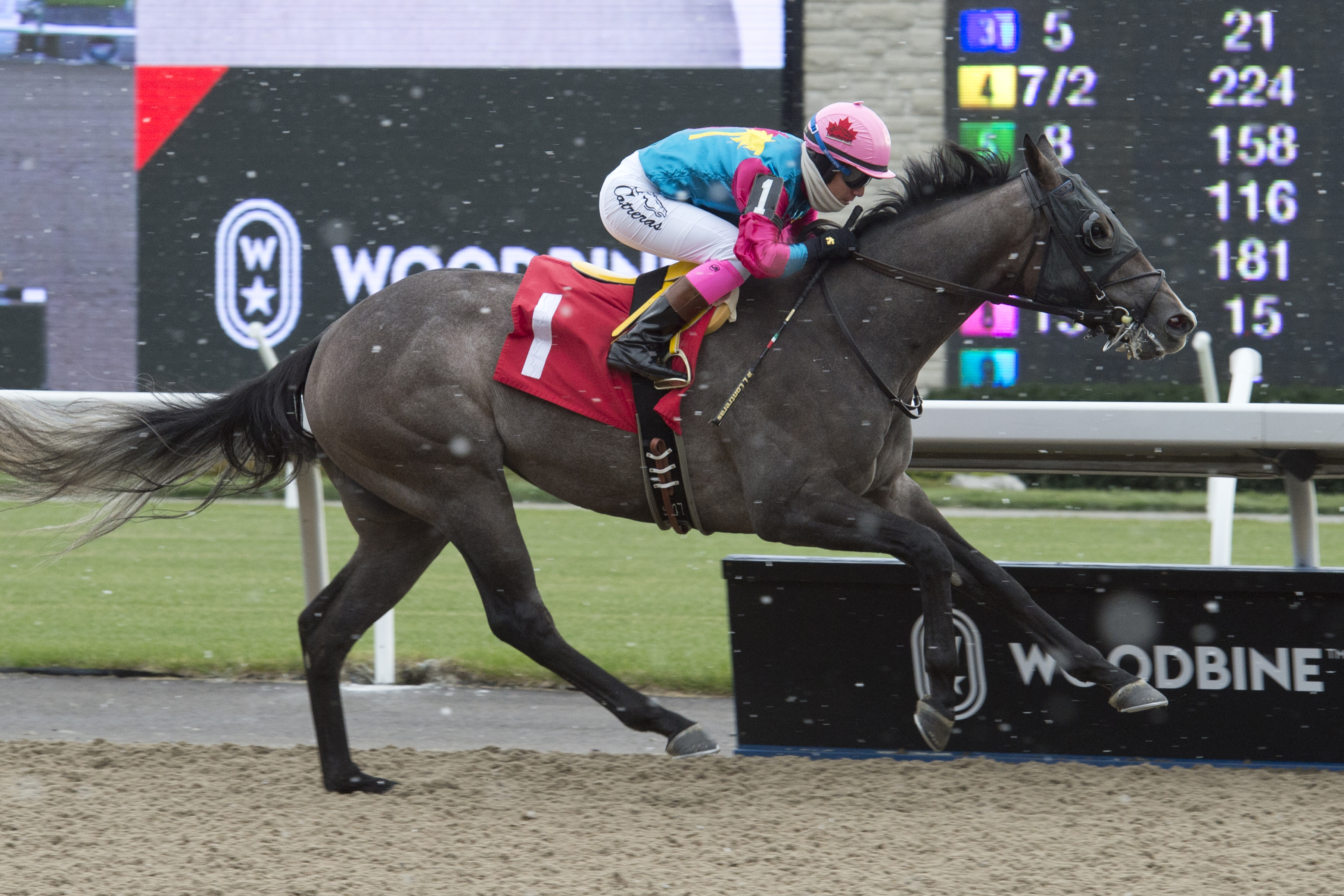 Who’s the ‘Boss’? The Boss Factor looks to rule in Display Stakes