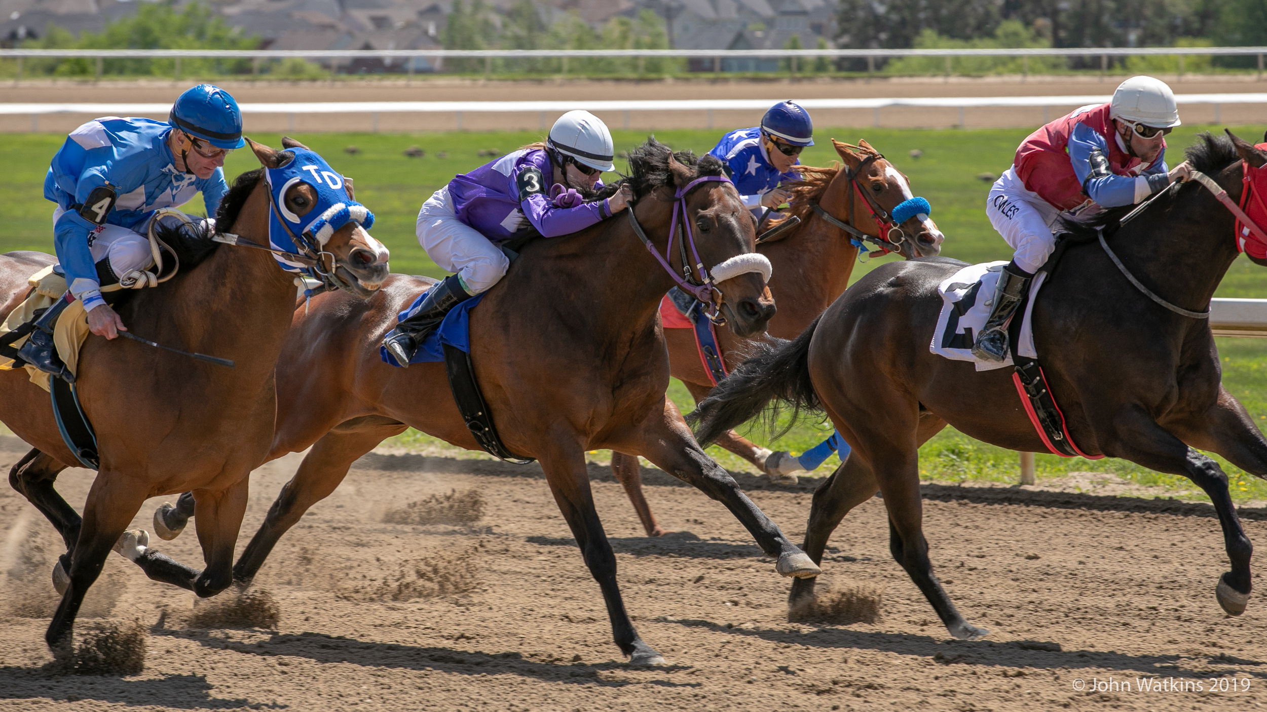 QROOI's Ontario Stallion Season Auction for 2021 a Success, Prospective