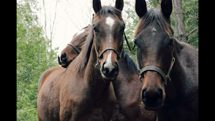 Steve and Kathleen Kemp: Home is where the heart is and horses are