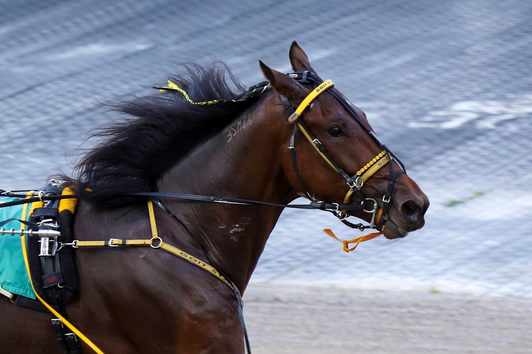 Melissa Keith’s Rideau Carleton Raceway Selections: Sunday, November 21, 2021