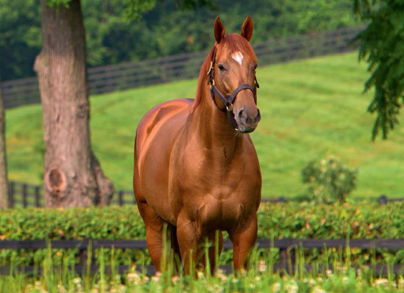 Motion looks back at Animal Kingdom's 2011 Derby