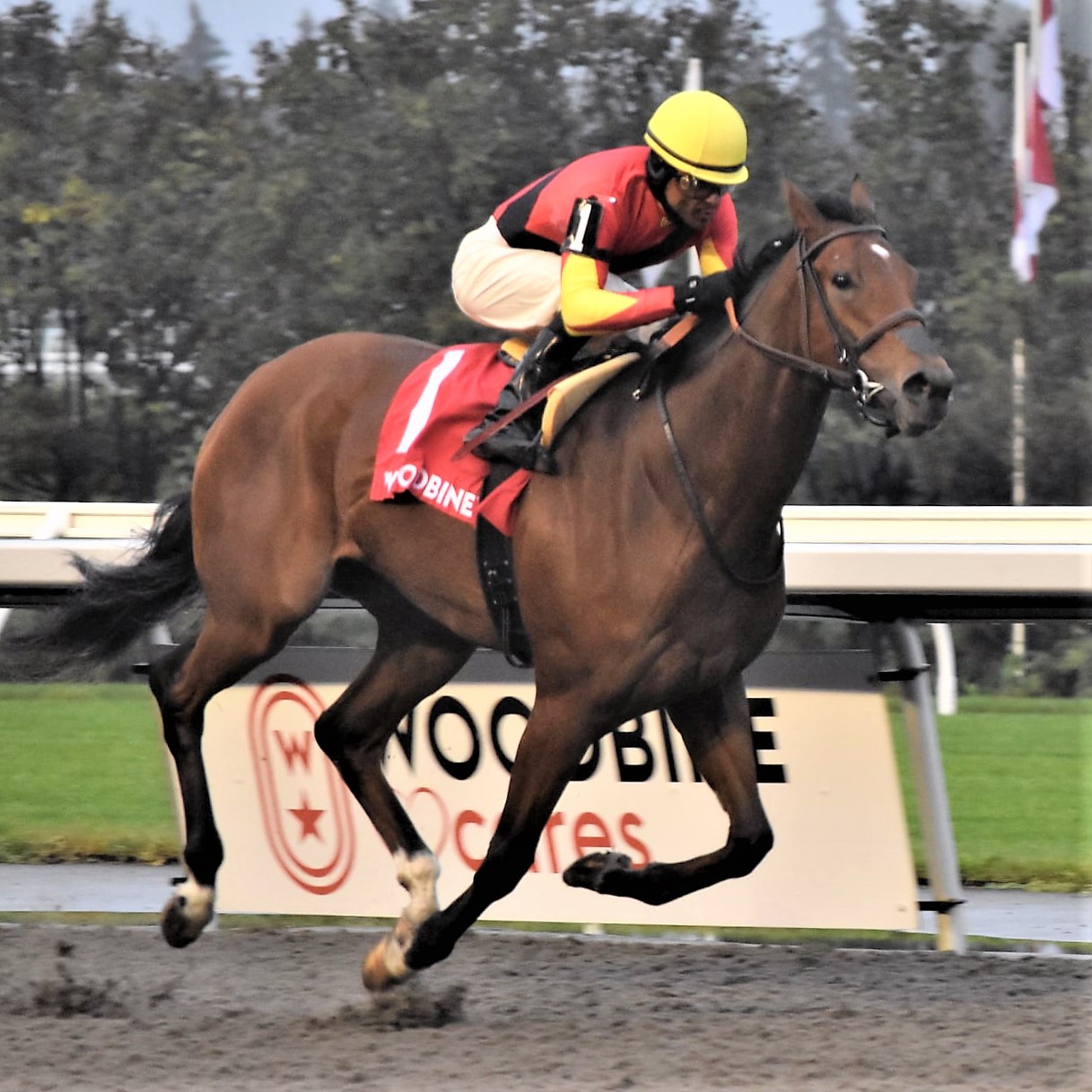 Jennifer Morrison’s Woodbine Thoroughbred Selections: Saturday, November 13, 2021