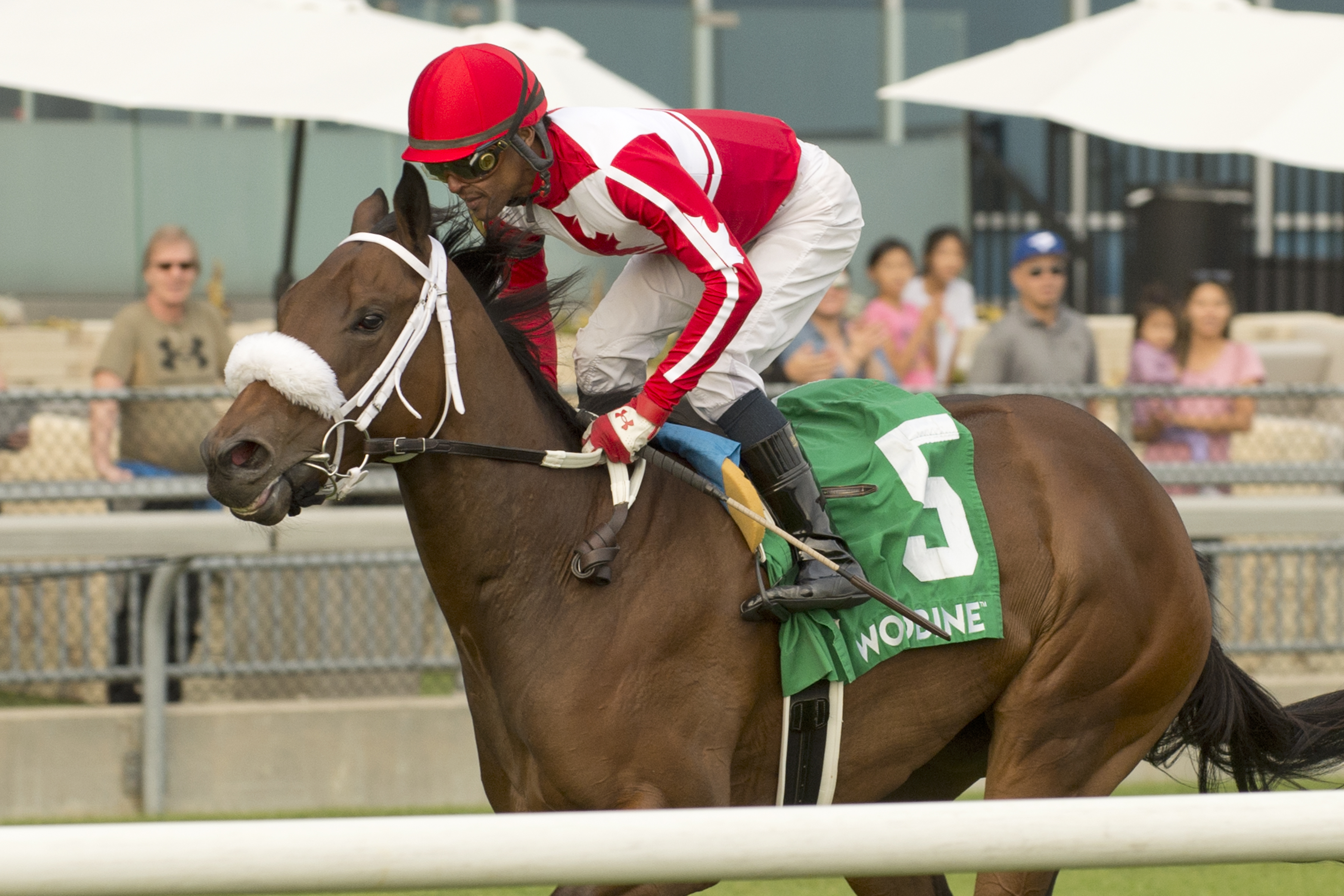 War Painter and jockey Patrick Husbands winning the Victorian Queen Stakes on September 24, 2023 at Woodbine (Michael Burns Photo).