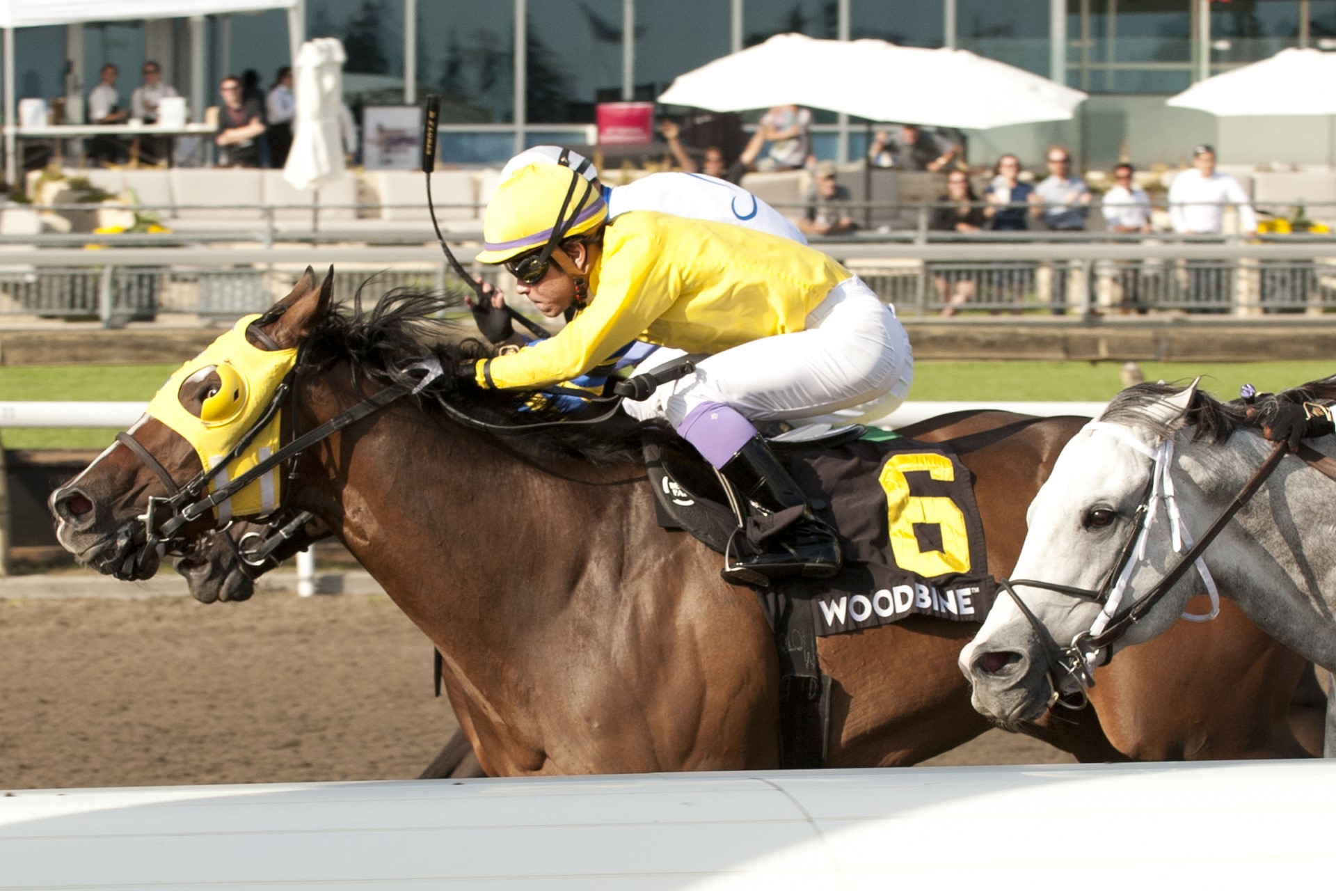 Patches O'Houlihan winning the Grade 3 Vigil on Saturday at Woodbine Racetrack. (Michael Burns Photo).