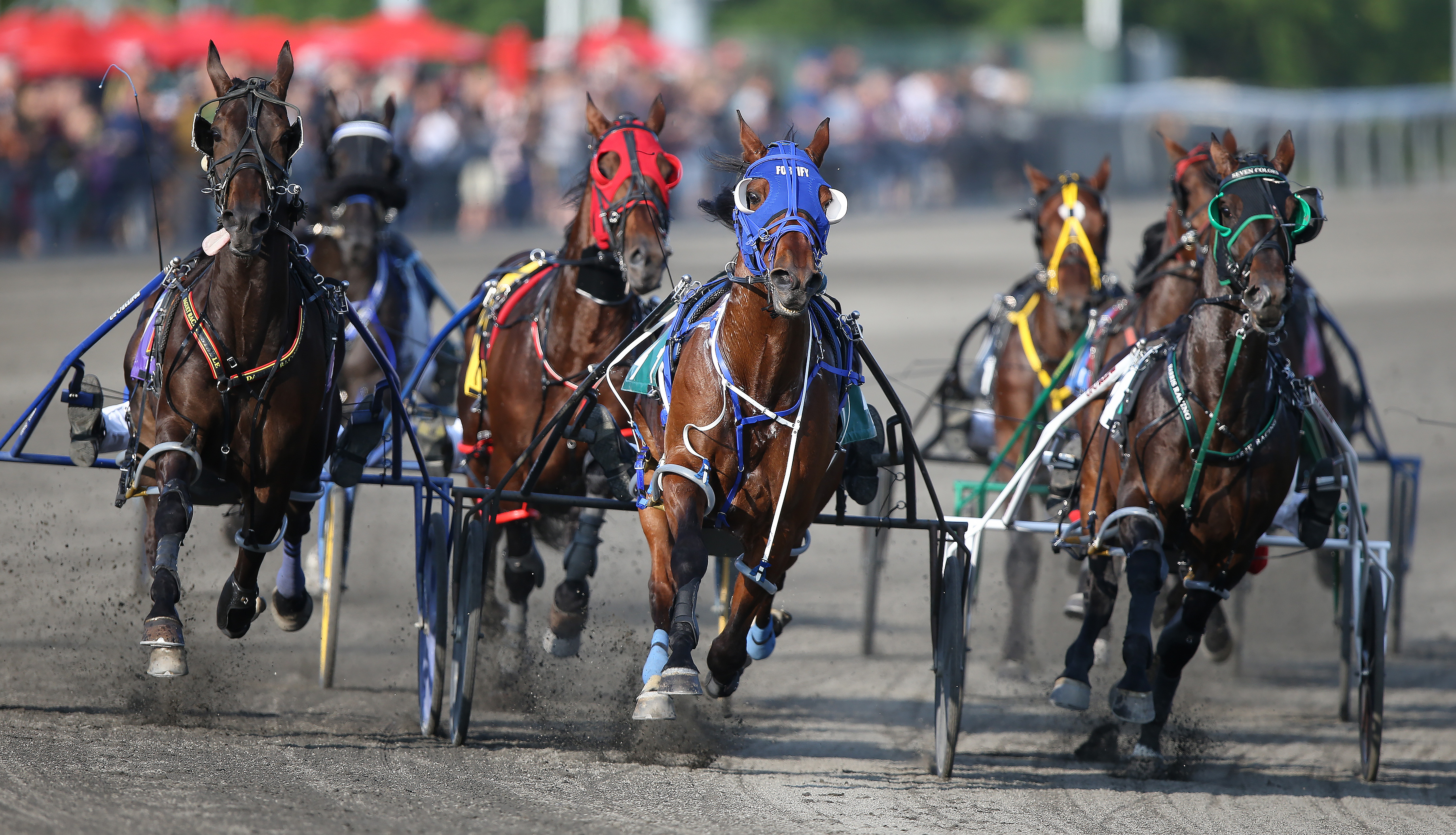 Return to racing plan announced for horses in Dorchester Downs Barn 1