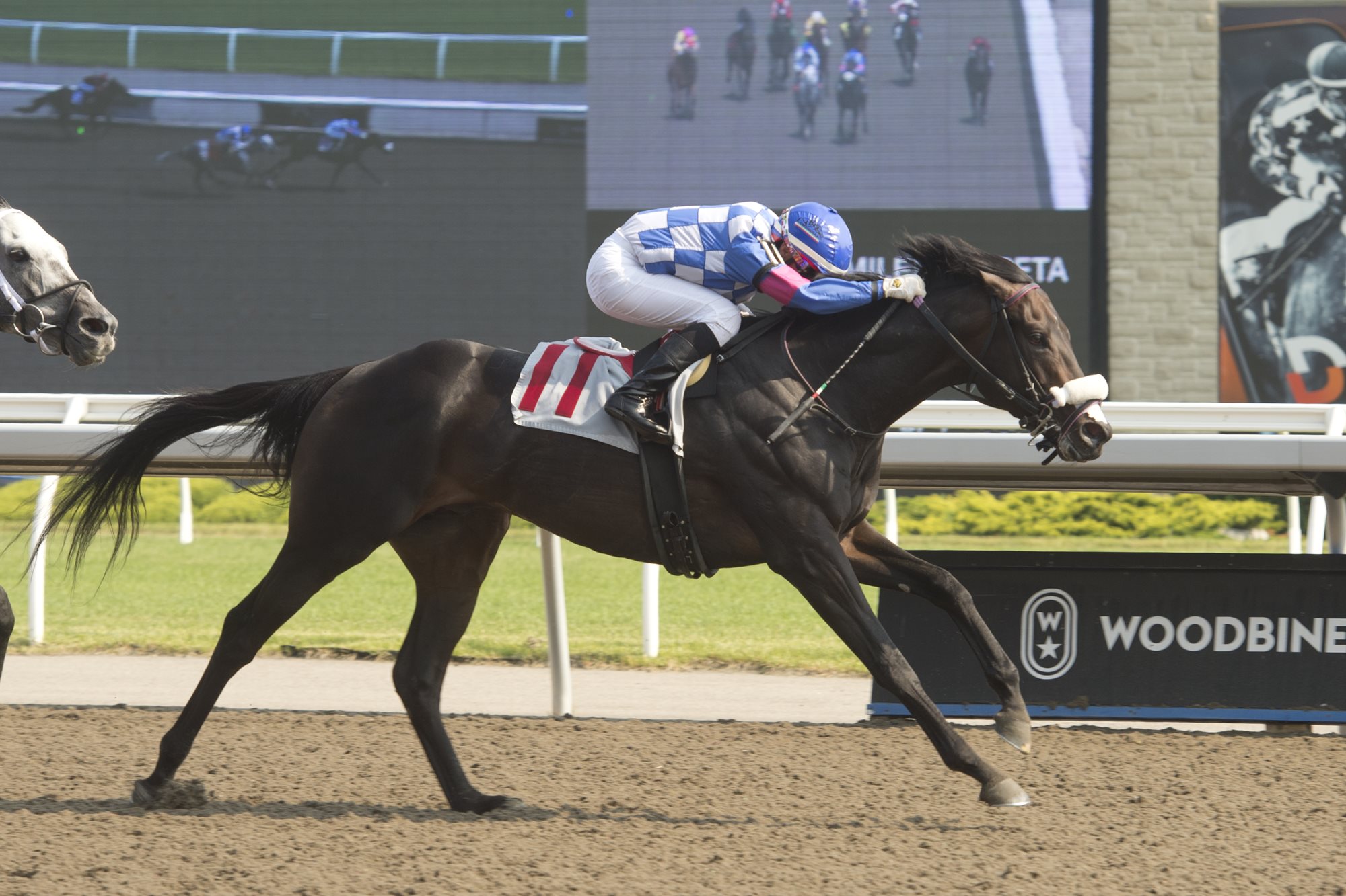 Handicapping The King’s Plate Field Ontario Racing
