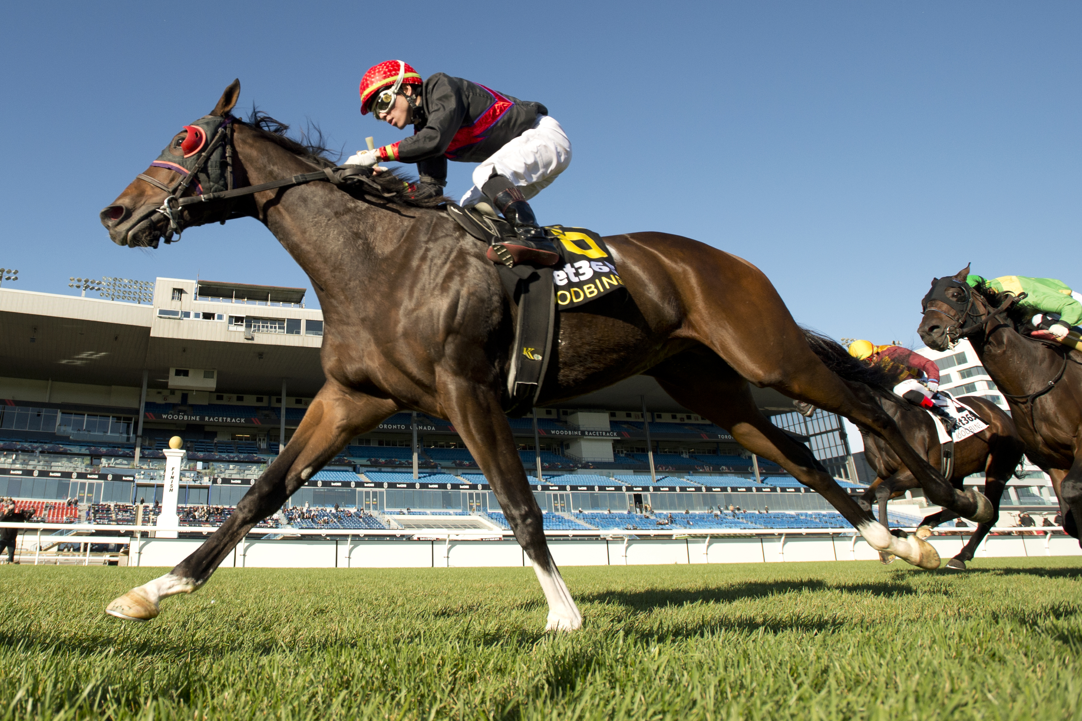 Perfect Crime and jockey Kazushi Kimura winning the Overskate Stakes on October 22, 2023 at Woodbine (Michael Burns Photo).