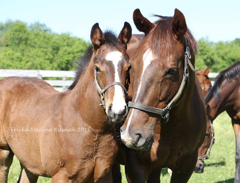 Ontario Racing response to Ministry of Finance announcement