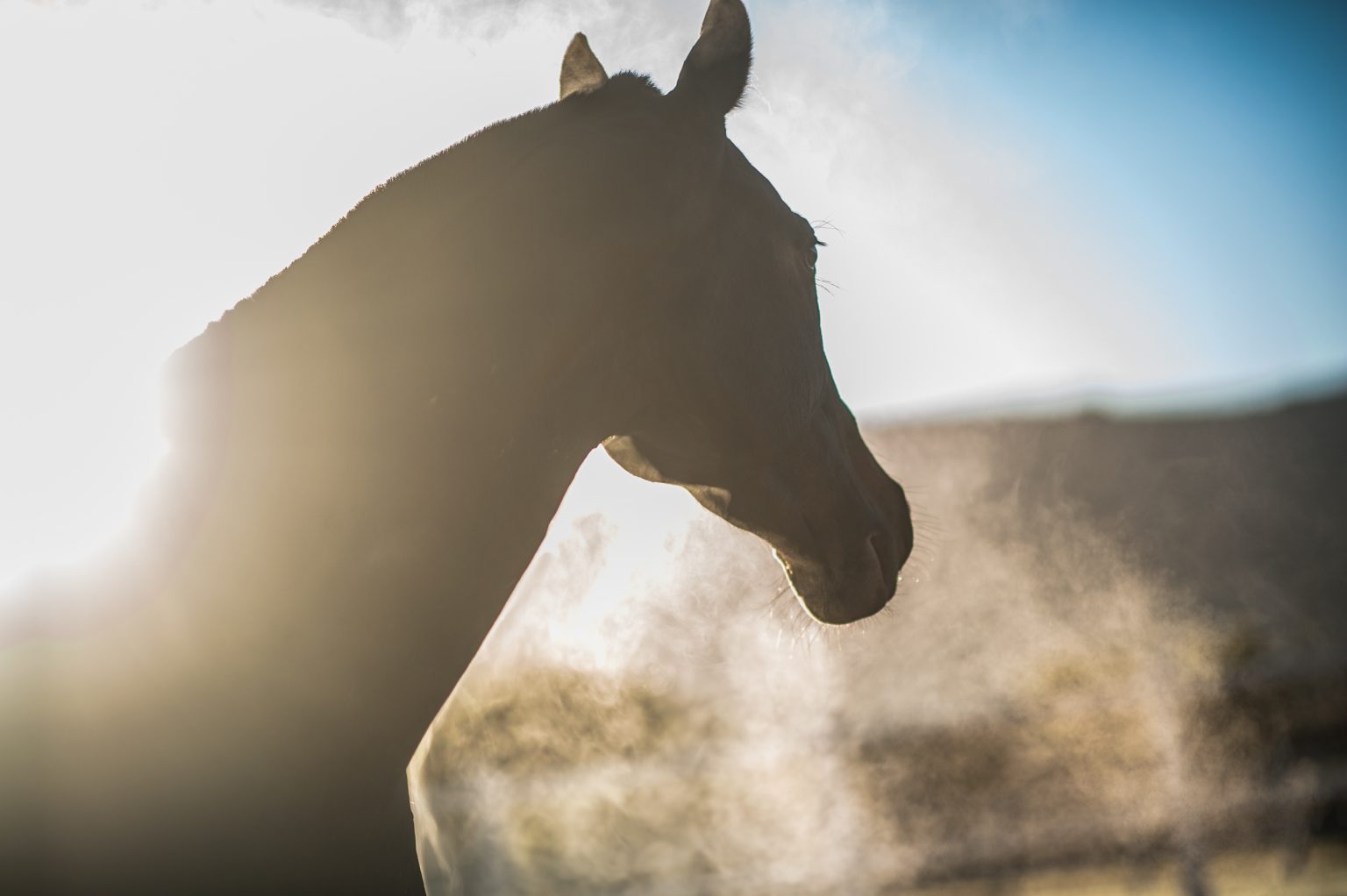 Barn at Buffalo Raceway placed under quarantine for EHV-1 exposure