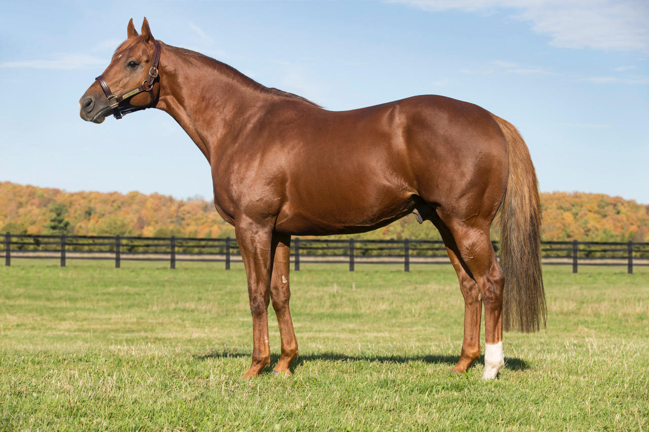 Ontario Racing Stallion Spotlight: Amis Gizmo