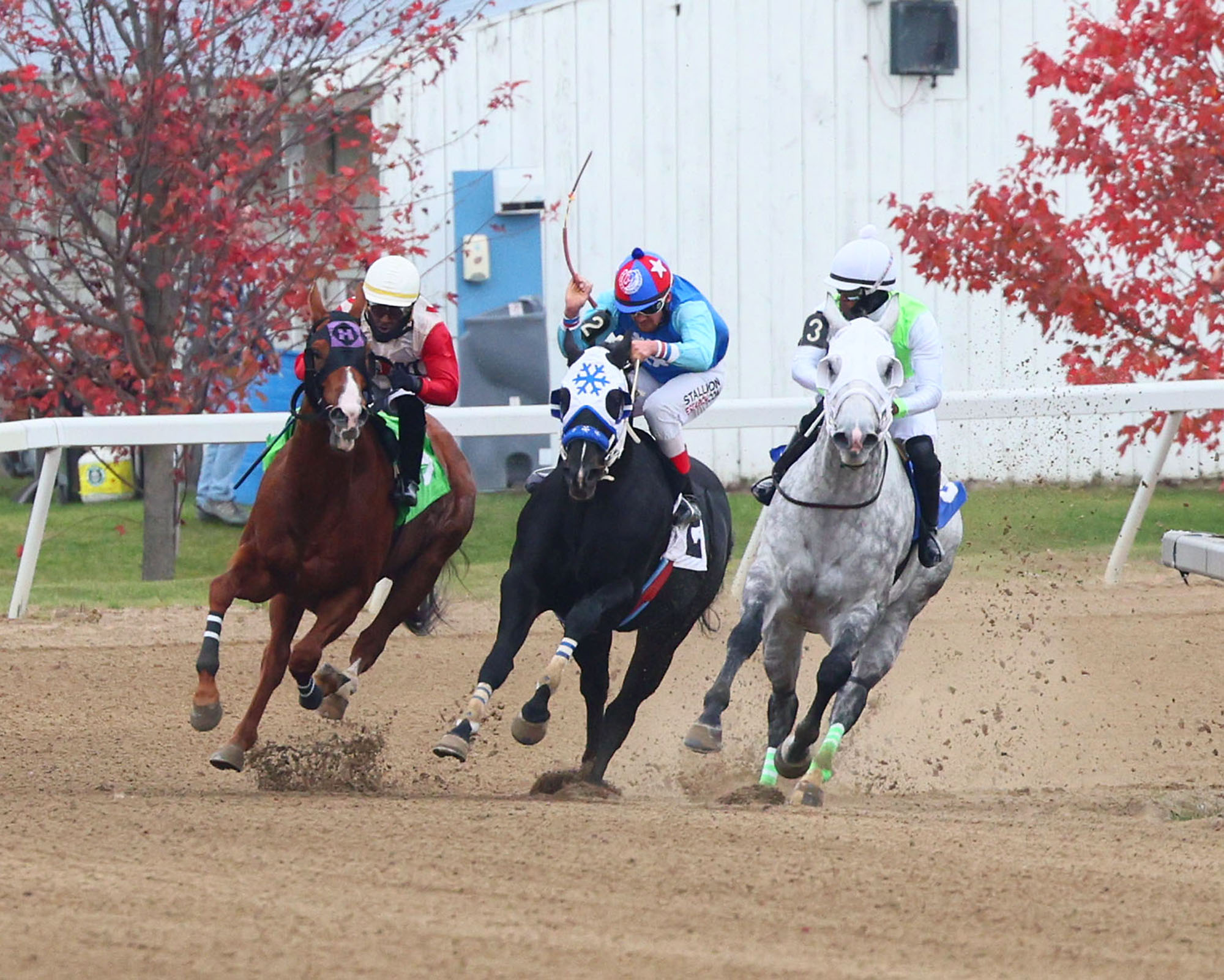 Into the stretch in the Battle of the Breeds. Azures Royalty (grey horse) was the winner (New Image Media).