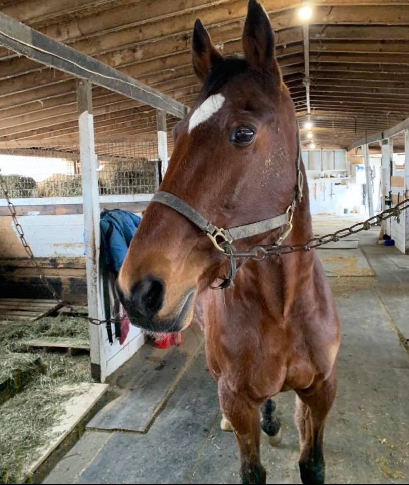 OSAS Horses On The Move - Ontario Racing