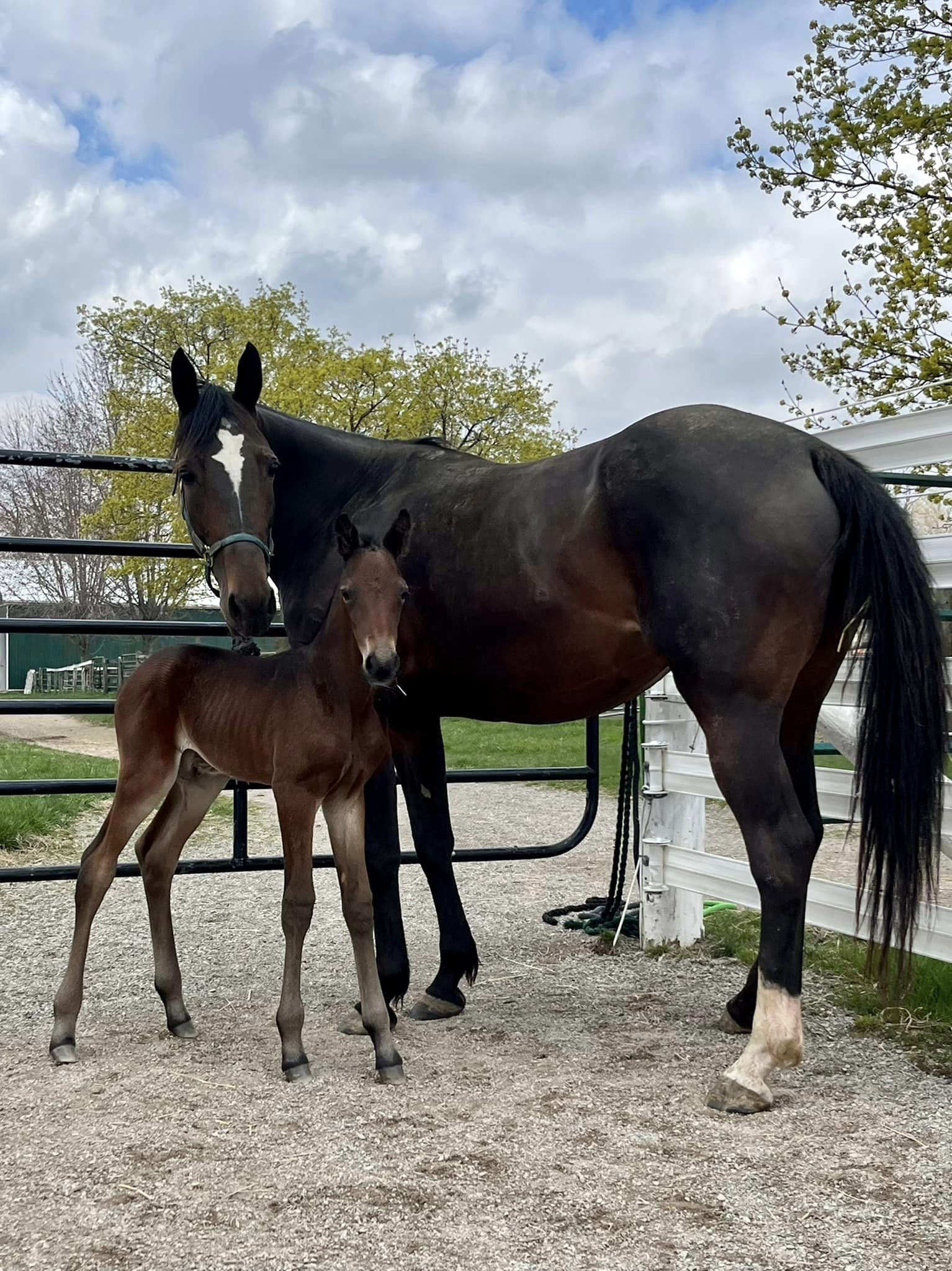 Celebrating Racing’s Equine Moms on Mother’s Day.
