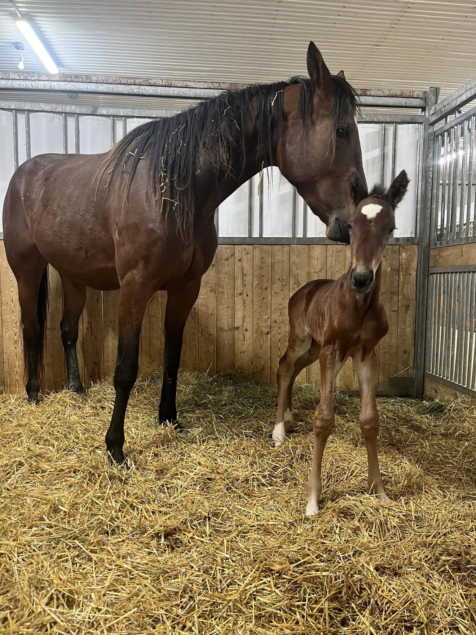 Twin B Fabulous (Sportswriter) and her first foal, a Cattlewash colt.