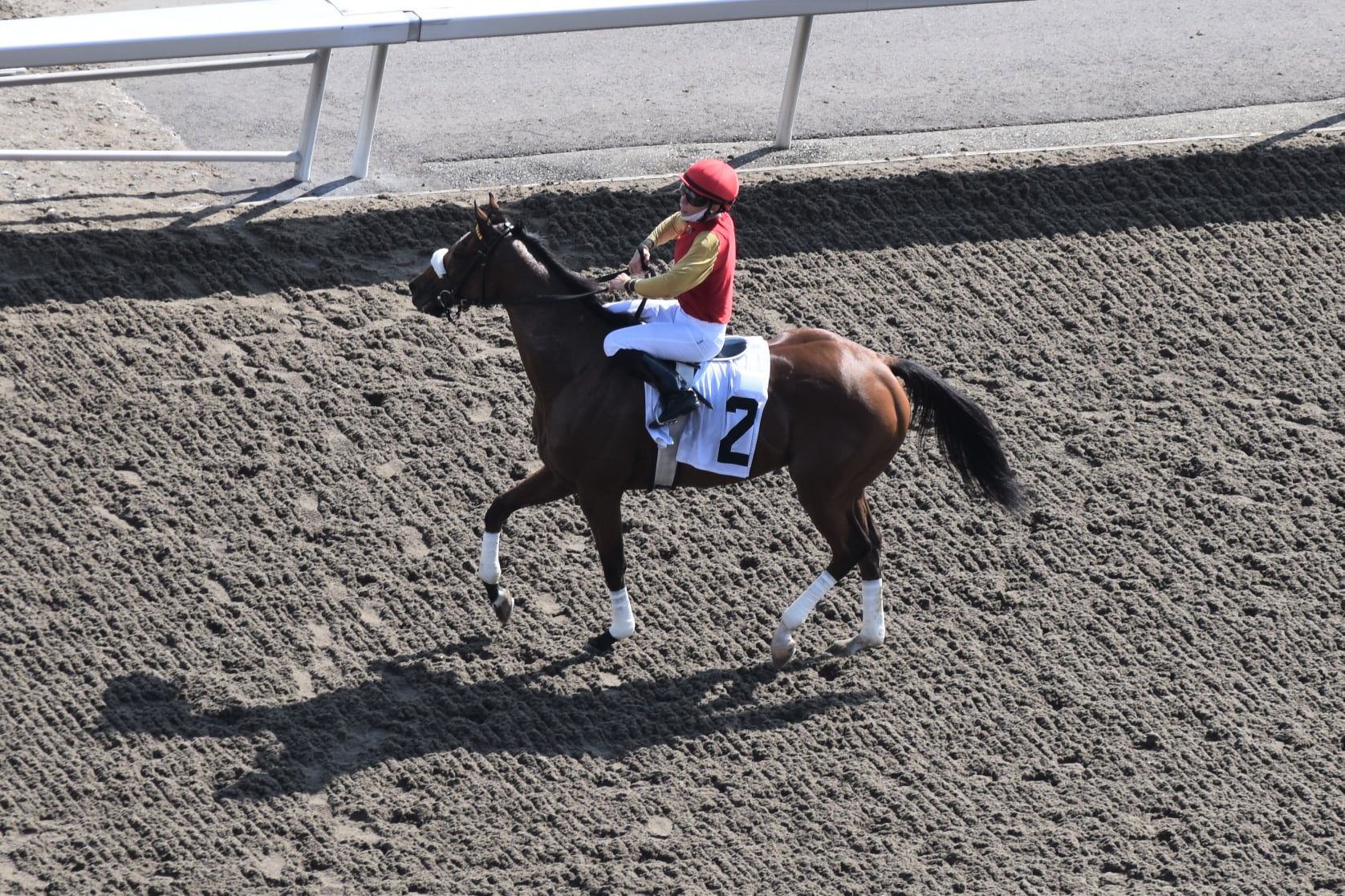 Jennifer Morrison’s Woodbine Thoroughbred Selections: Sunday, August 29, 2021