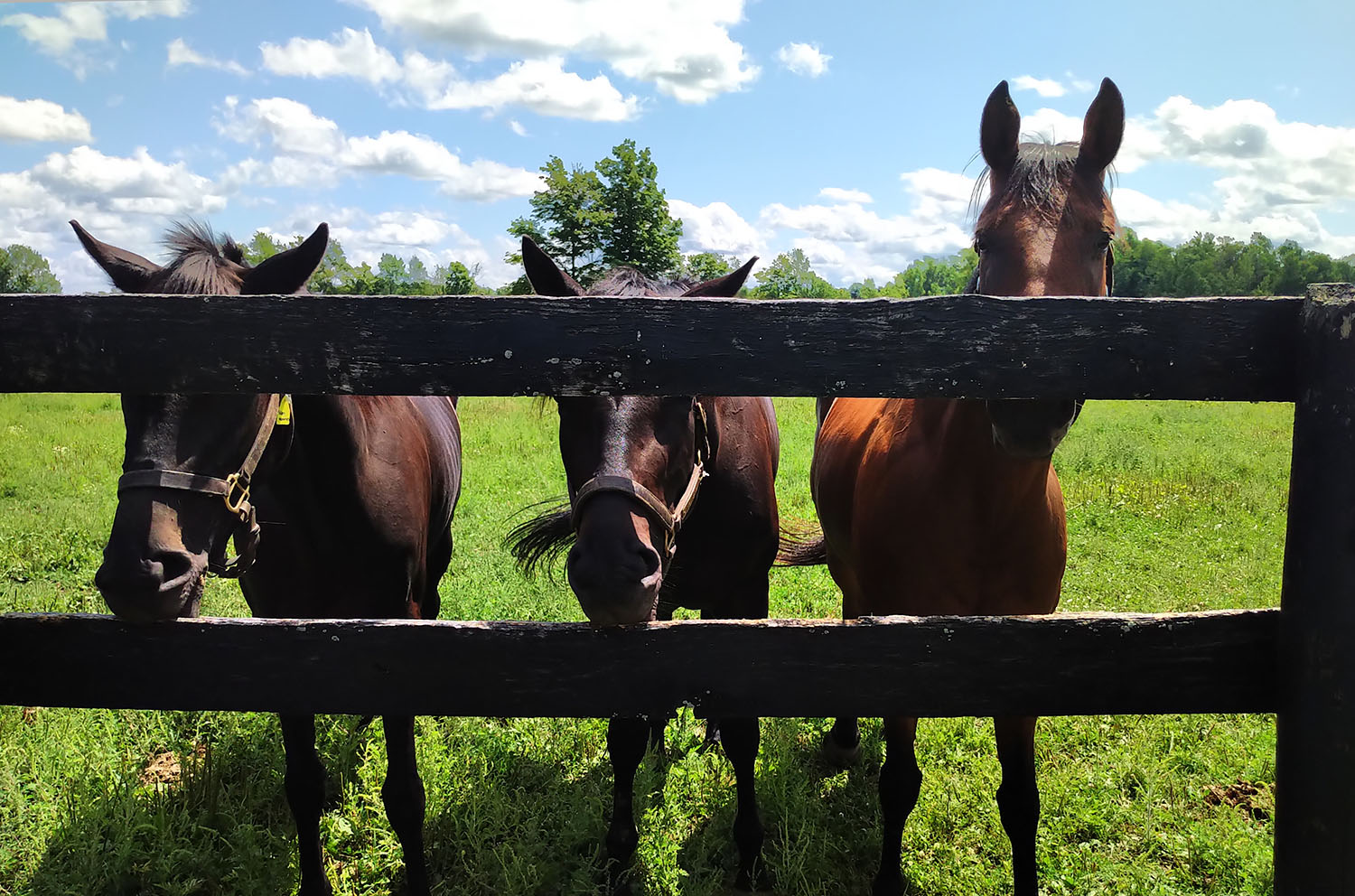 Lawson pledges support for LongRun Thoroughbred Retirement Society