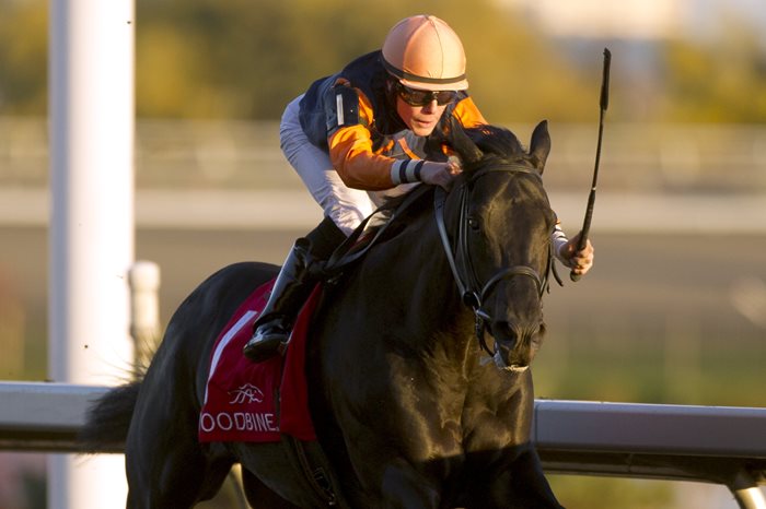 Shakhimat named Queen’s Plate Winterbook choice