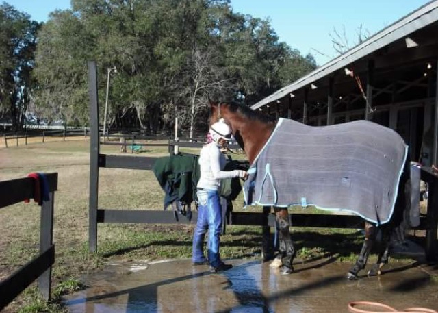 The horse that changed my life: Denyse McClachrie and Tahana 