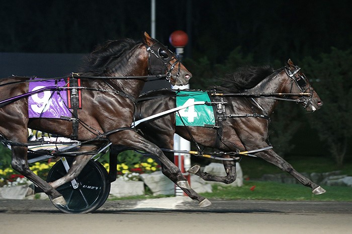 Tall Dark Stranger perfect in Metro