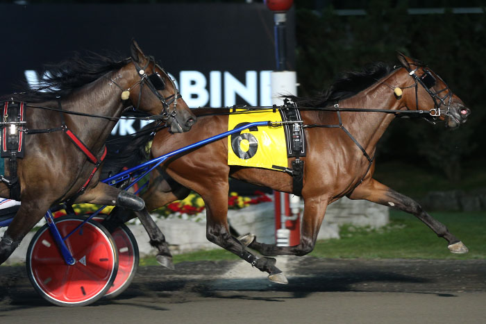 Filion and Svanstedt have golden touch with trotters