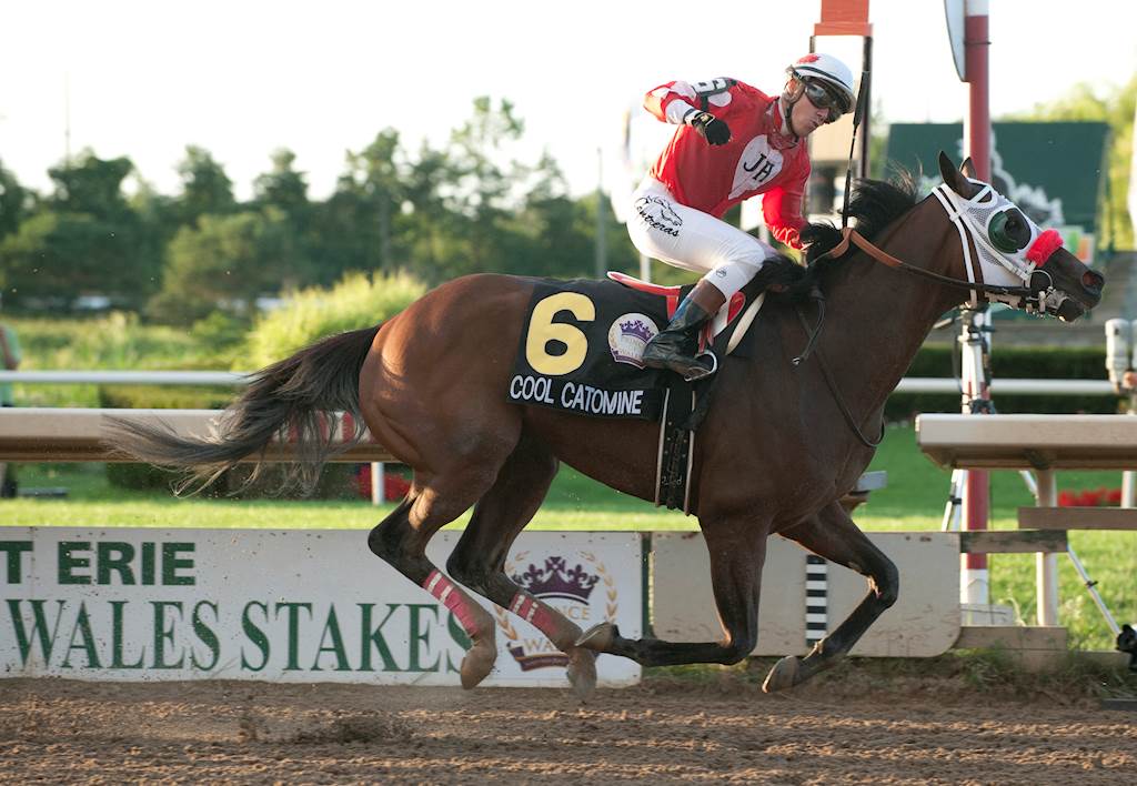 Former Prince of Wales Stakes Champion Cool Catomine Enjoying Retirement