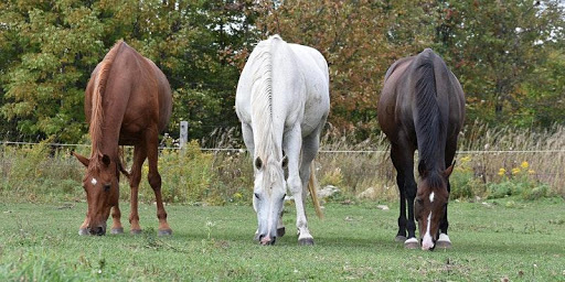 2020 University of Guelph Equine Symposium ‘RESILIENCE: Rethinking, Restructuring, Re-evaluating due to COVID-19’ (Free to Attend Online)