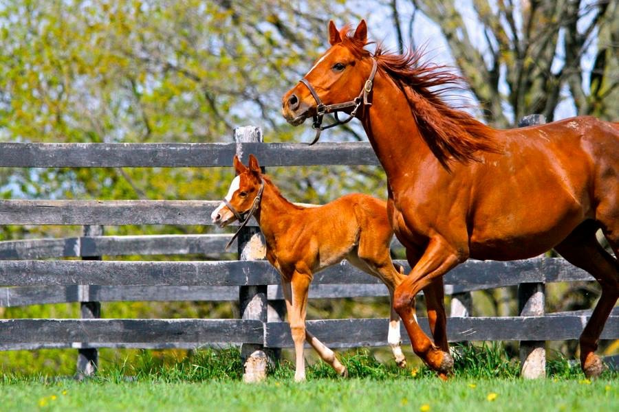 Deadline extended for Thoroughbred Ontario Live Foal Program