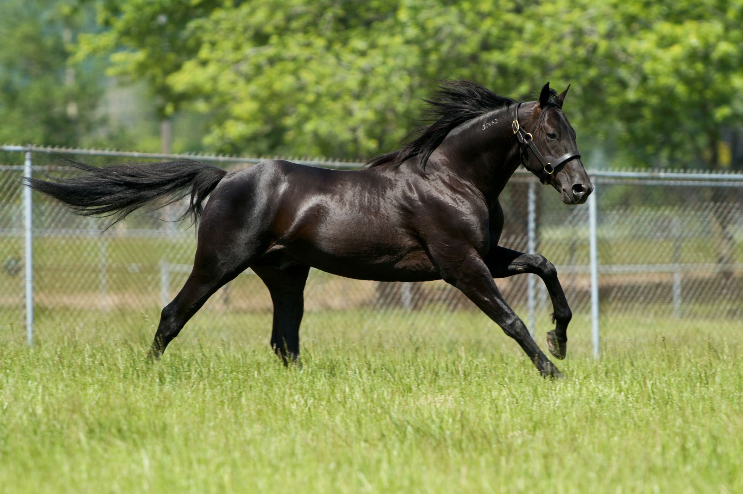 Ontario Sires Stakes Stallion Spotlight: Shadow Play - Ontario Racing