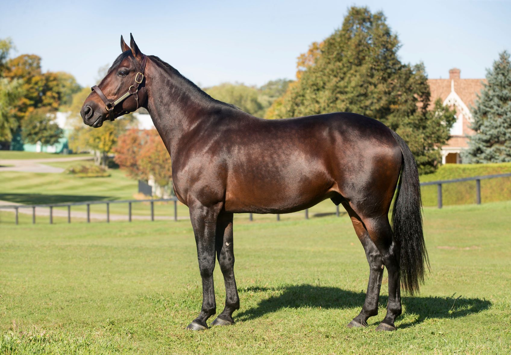 Ontario Sires Stakes Stallion Spotlight: Flanagan Memory